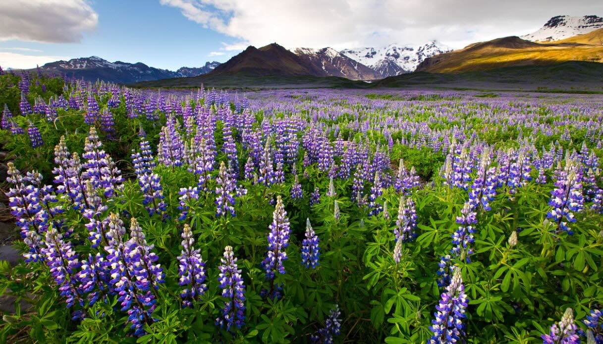 La fioritura di lupini a Fioritura Lupini Vatnajokull, Islanda