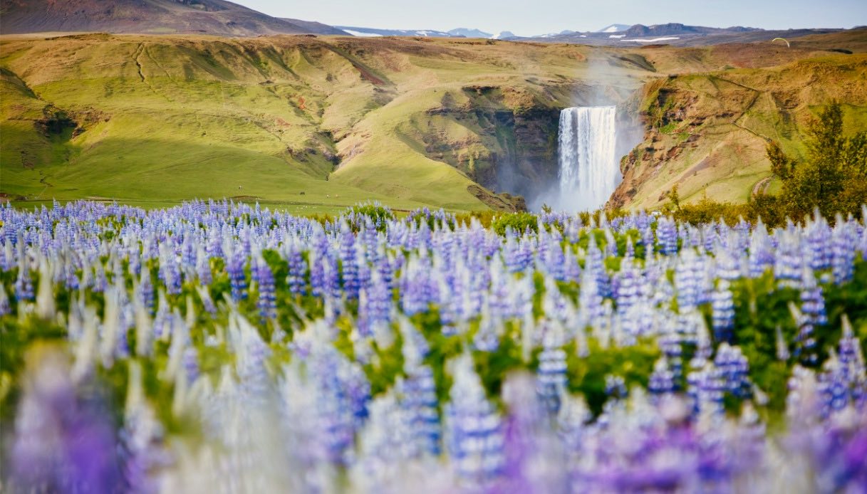 fioritura lupini davanti Cascata Skogafoss La fioritura dei lupini davanti alla Cascata di Skogafoss