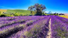 santa-luce-lavanda-toscana