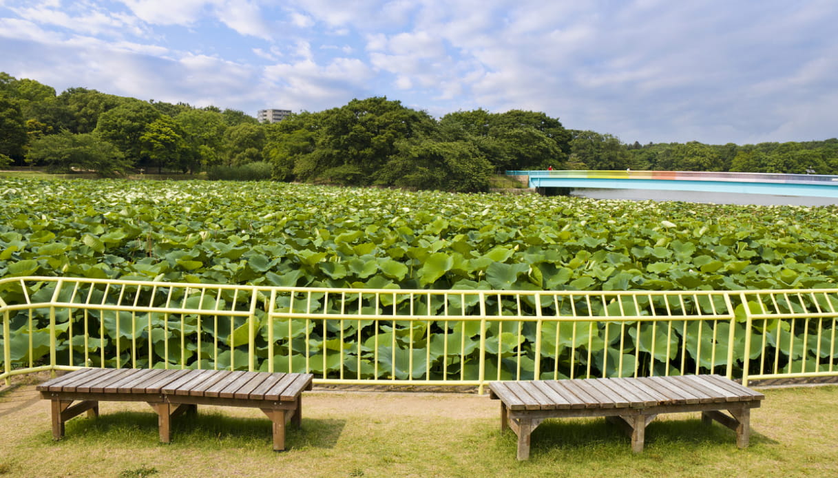 Cosa vedere al Nagai Botanical Garden a Osaka