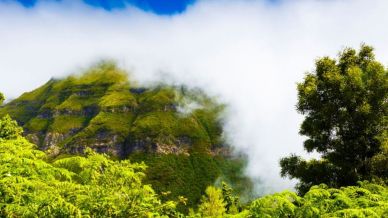 Foresta Laurisilva, un mondo antico di nebbie e verde infinito