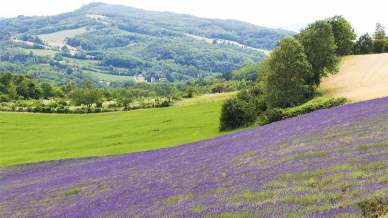 Dieci luoghi (+1) dove ammirare i campi di lavanda in fiore in Piemonte